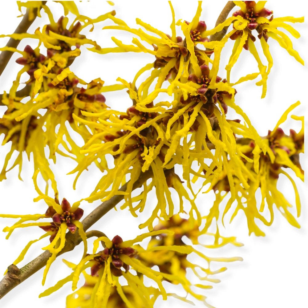 Witch Hazel