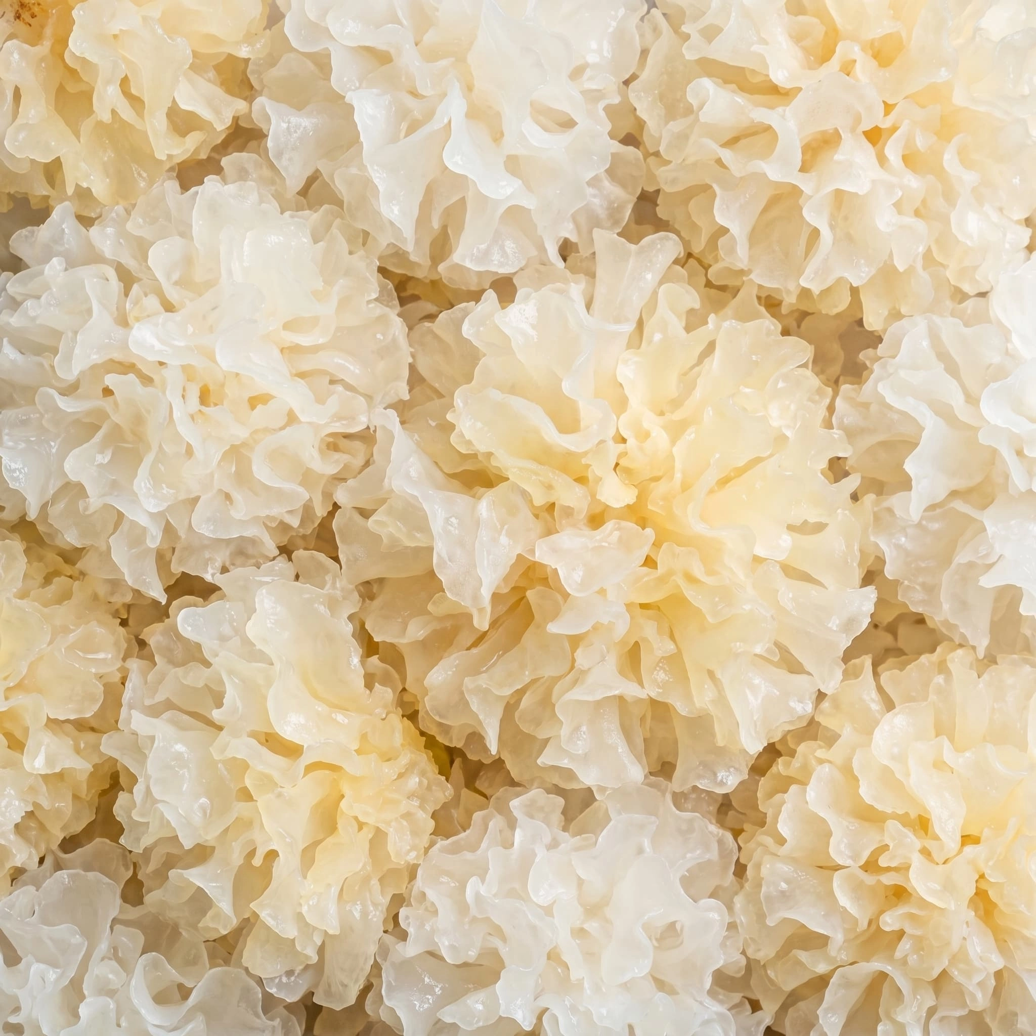 Tremella Mushroom