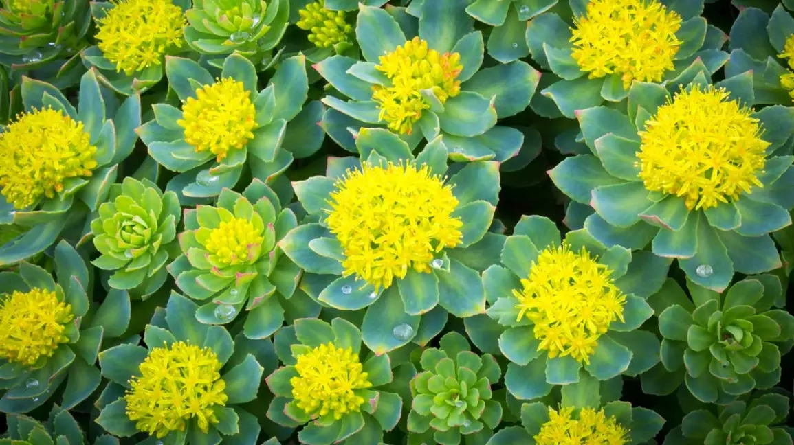 Rhodiola Rosea<br>