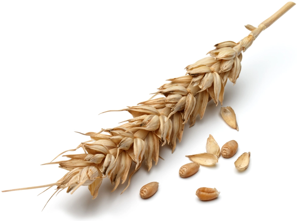 

<b>Wheat Amino Acids<br></b>

