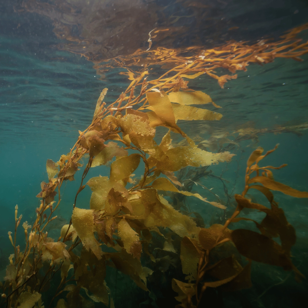 

<b>Laminaria Ochroleuca (Marine Active)</b>

