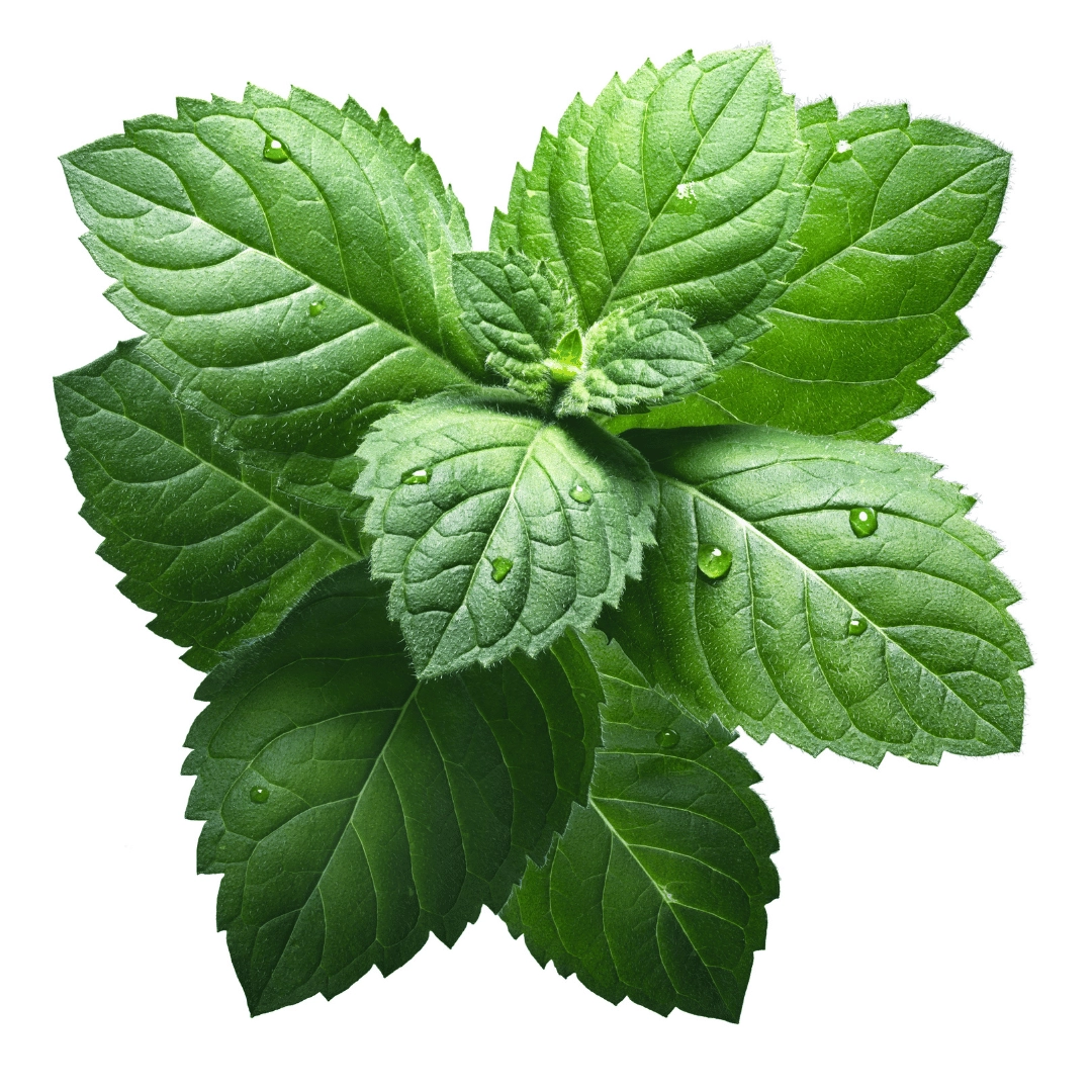 

<b>

<b>Peppermint, Tea Tree & Menthol · Instant Relief
<br></b>

</b>


