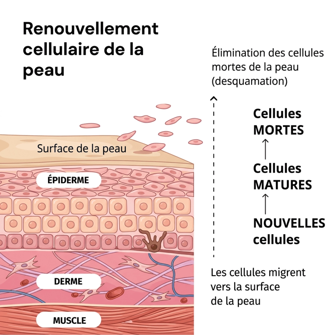 Pourquoi La Peau Vieillit Après 35 Ans (Ce n'est pas le collagène)