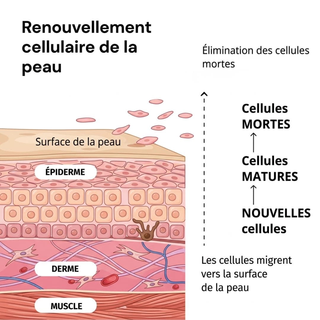 Pourquoi la peau vieillit après 35 ans (Ce n'est pas le collagène)