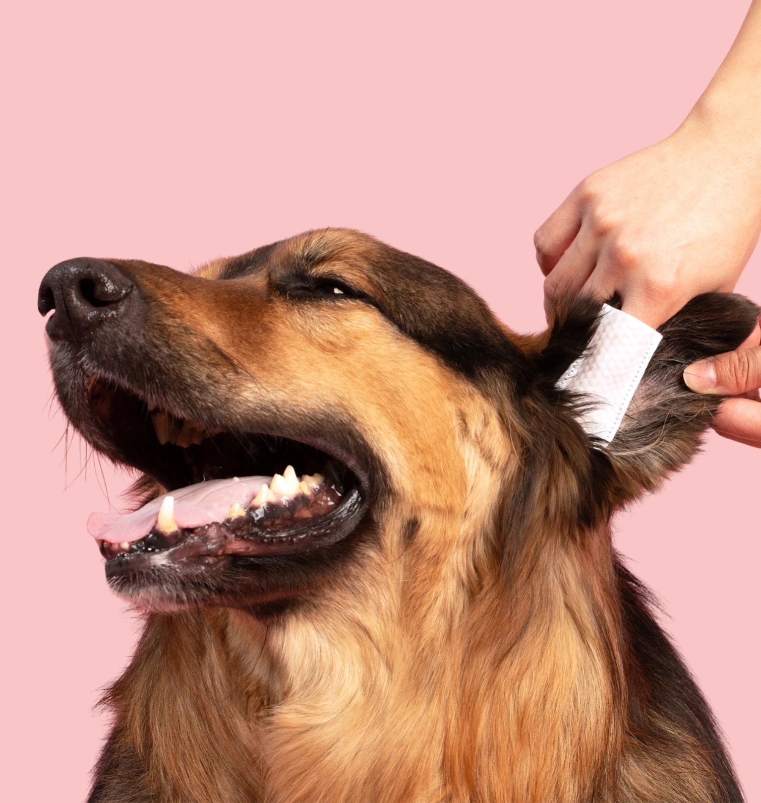 Enjoy Fresher Ears<br>