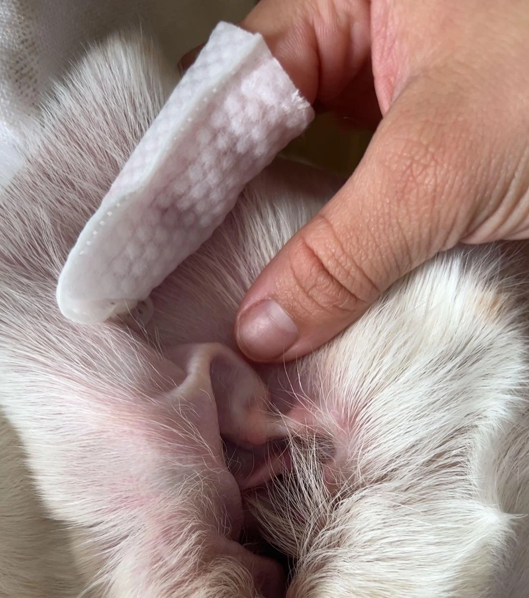 Linda S. — Frenchie Mom