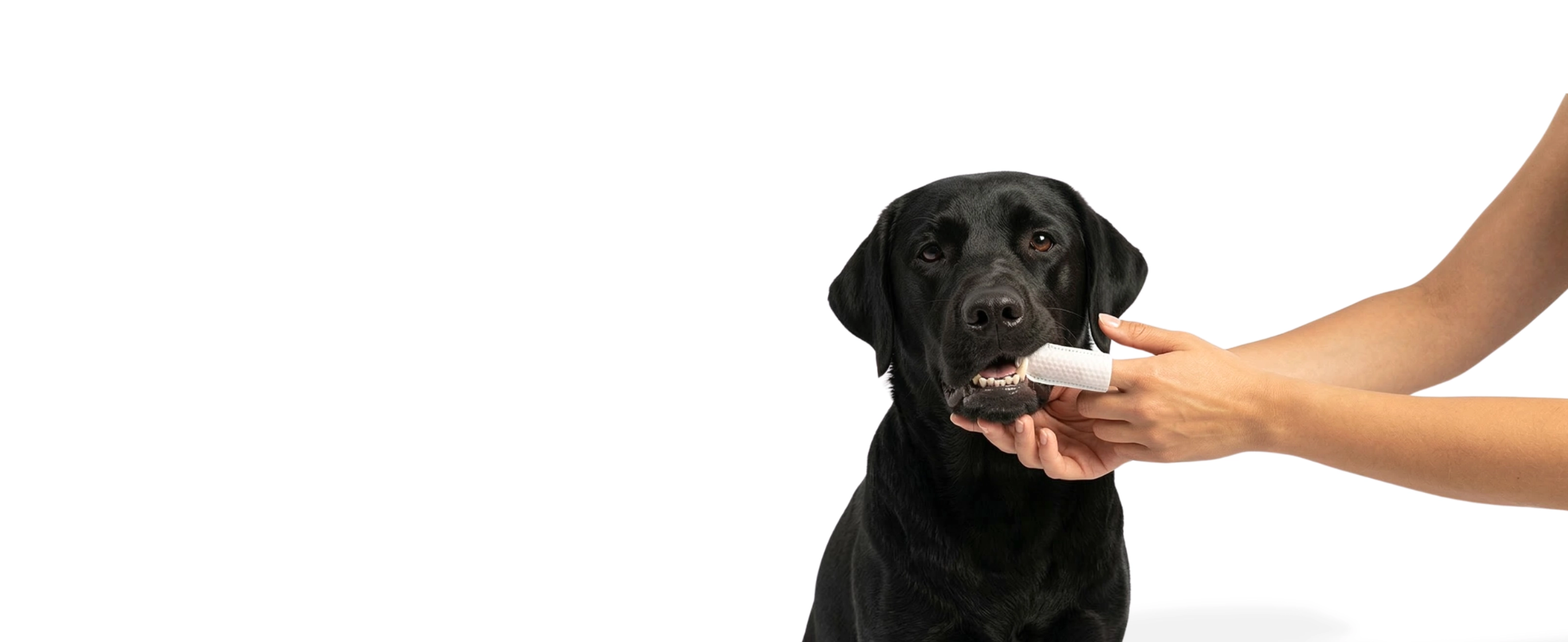 4 Ways to Help Protect Your Dog From Gingivitis at Home