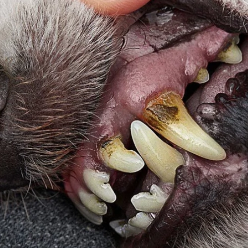 Bad Breath Can Be an Early Warning Sign