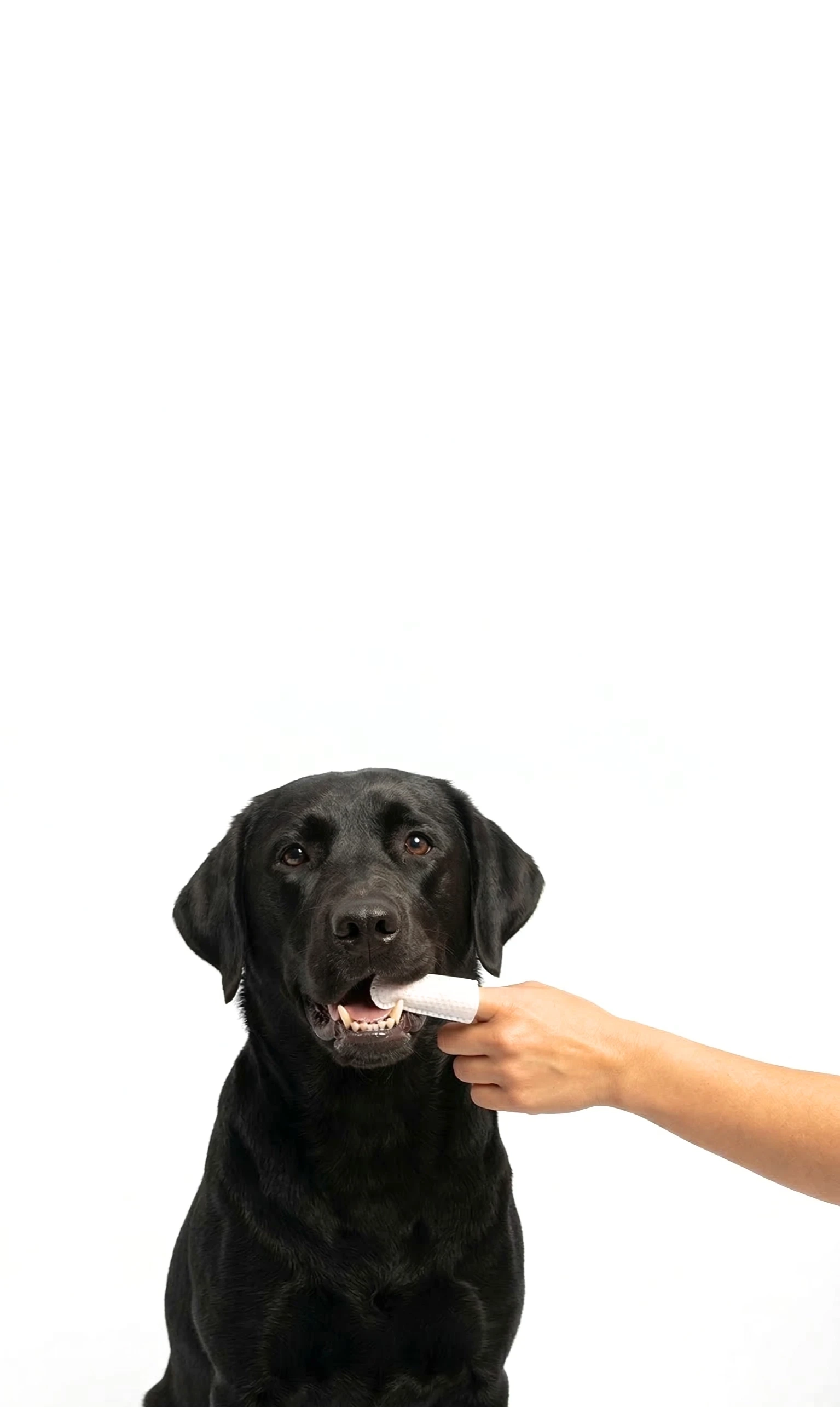 4 Ways to Help Protect Your Dog From Gingivitis at Home