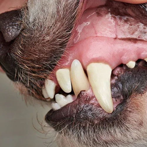 Results Pet Parents Noticed