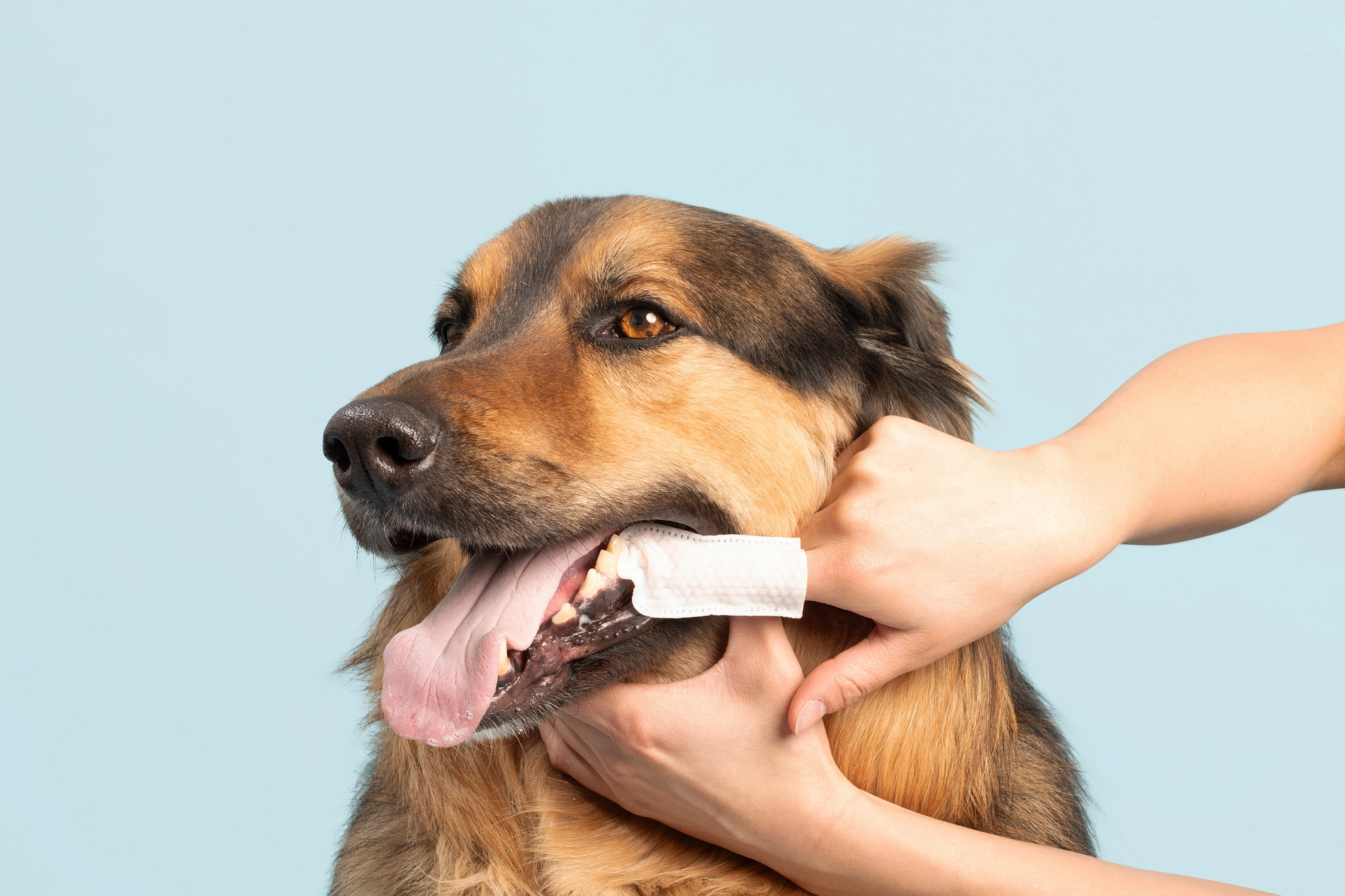 Why Pet Parents Choose Dr. Paws Dental Wipes