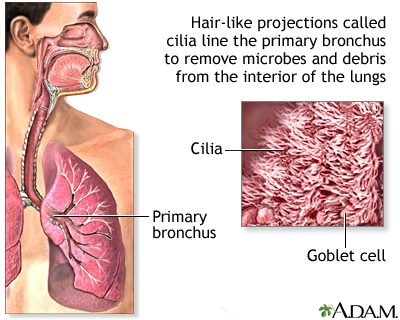 Your Cilia Healed. Your Diaphragm Didn't Get the Same Deal
