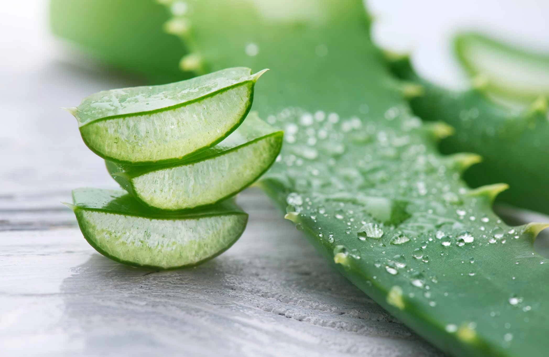 <strong>Aloe vera</strong>