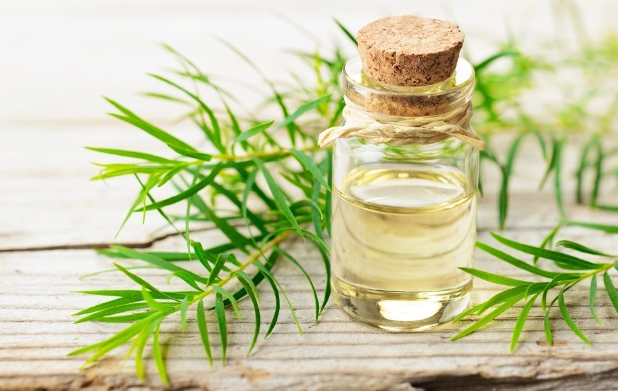 Tea tree: