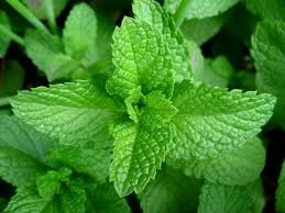 <strong>Peppermynte</strong>