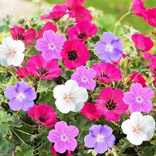 <strong>Geranium</strong>