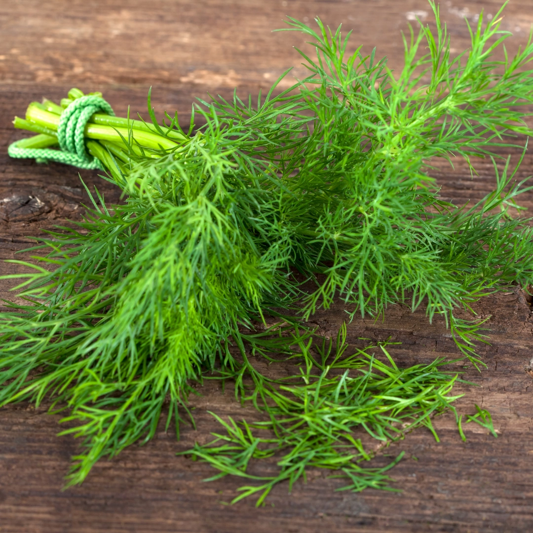 Dill: 