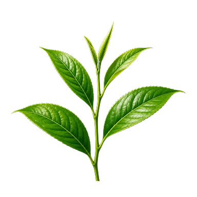 Green Tea Caffeine