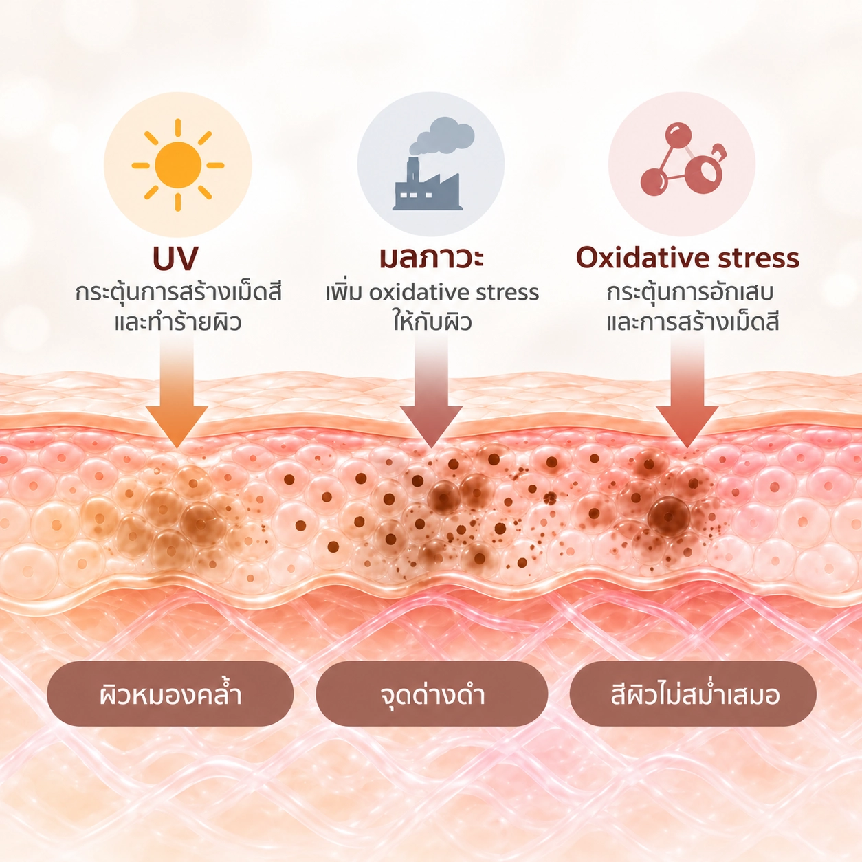 Pycnogenol® ทำงานอย่างไร