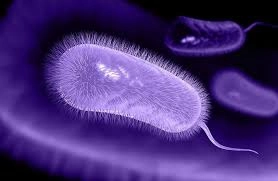 It tags toxins so your body can flush them out.