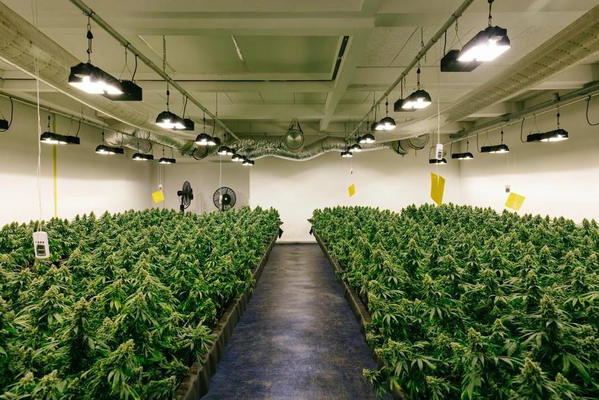 USA Hemp