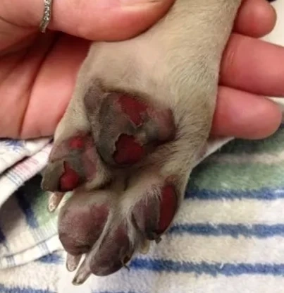 När är asfalten för varm för min hund?