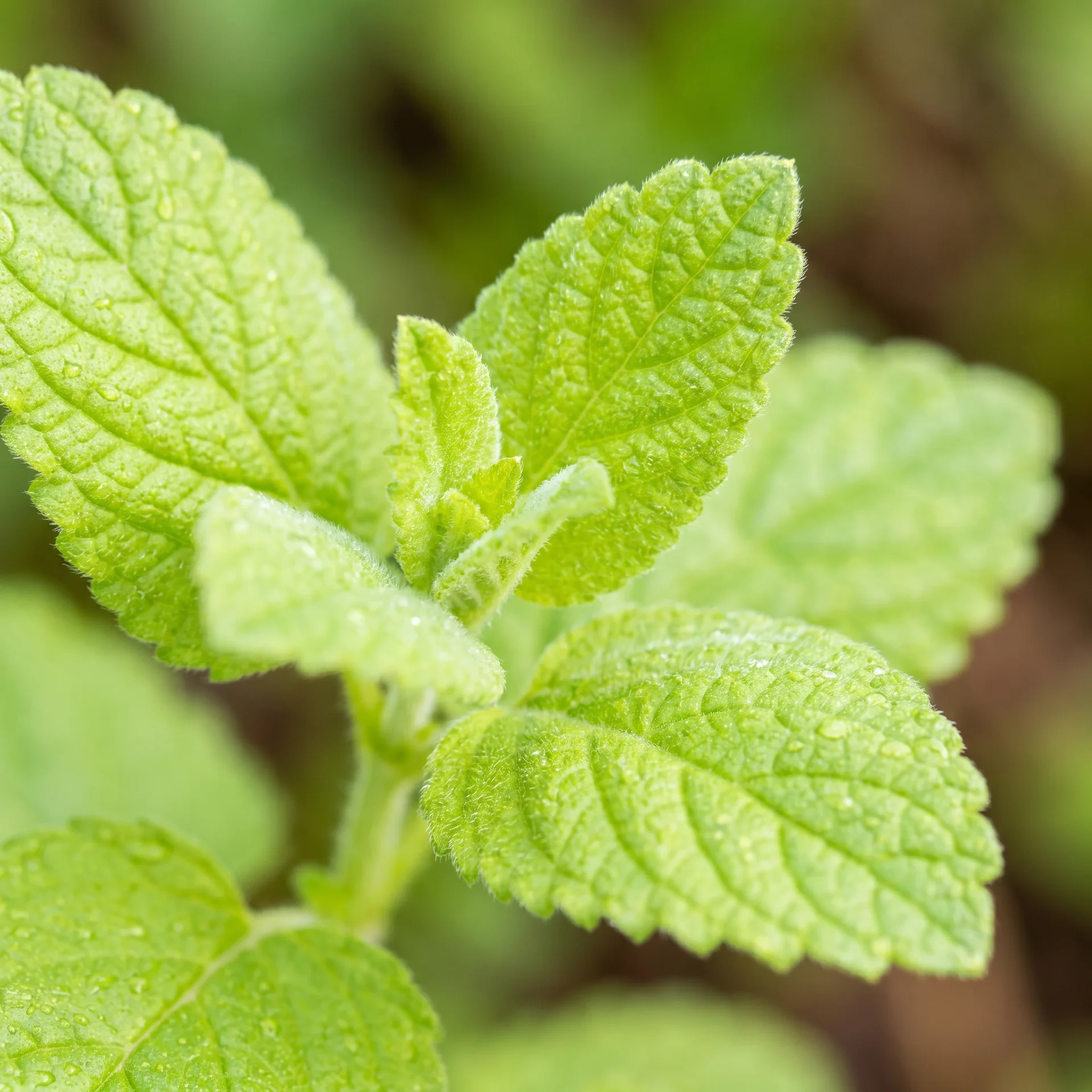 Lemon Balm