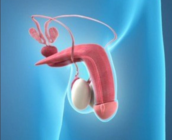 Erectile dysfunction is a sign of cellular failure