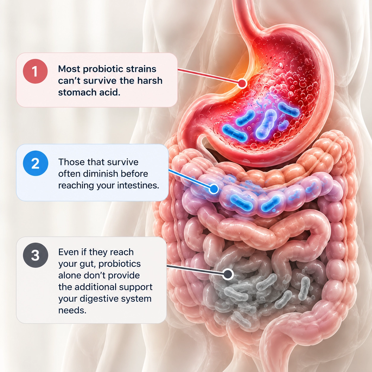 Why Ordinary Probiotics Simply Fail You