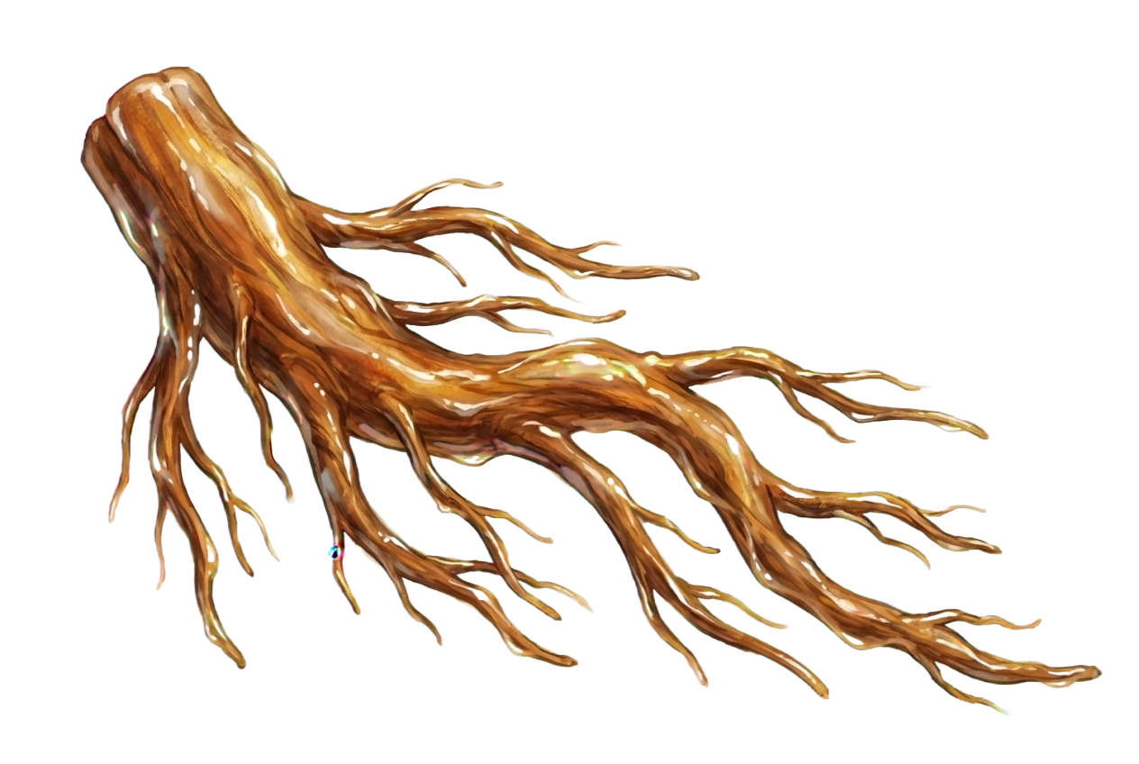 Ginger Root