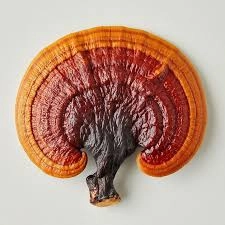 Reishi