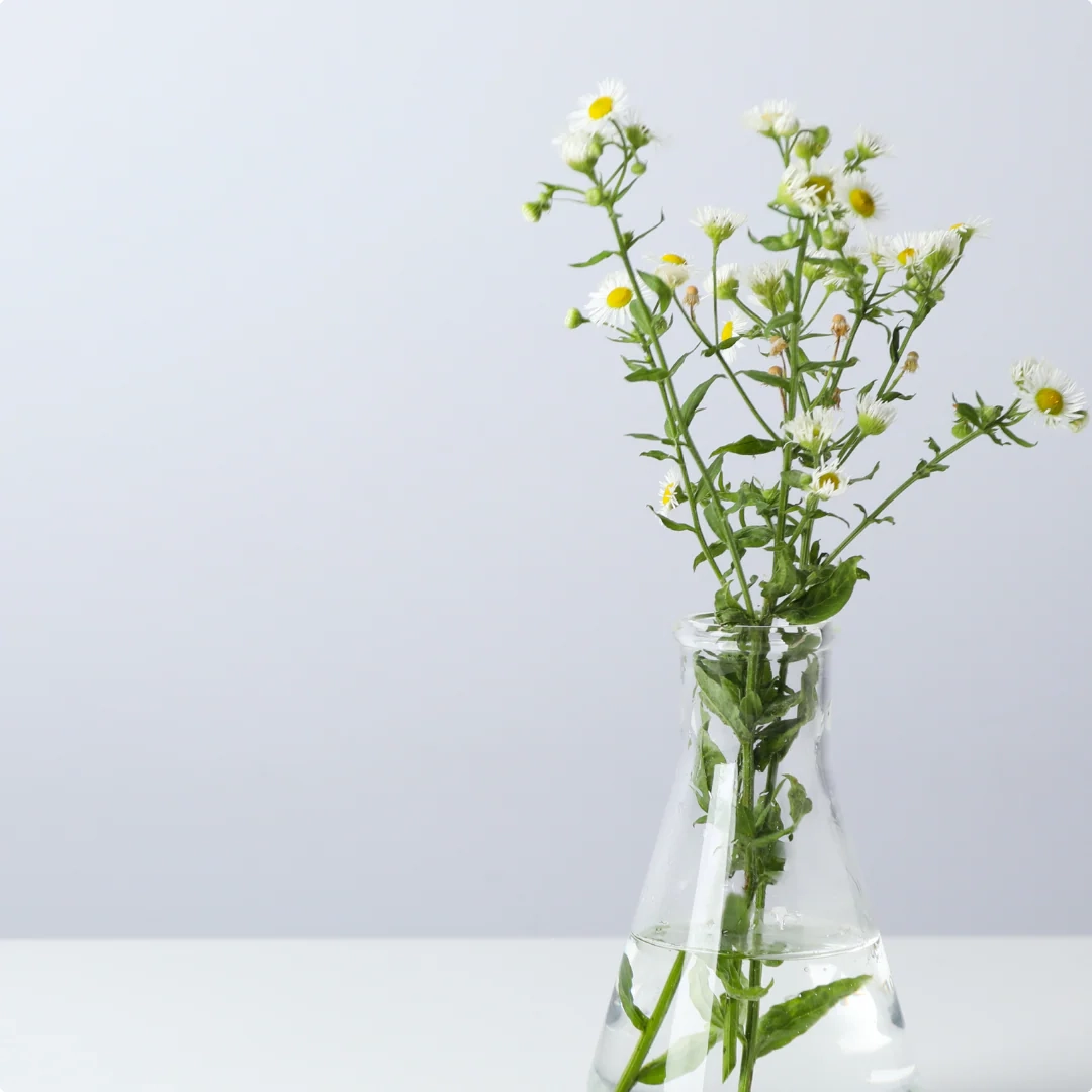 German Chamomile