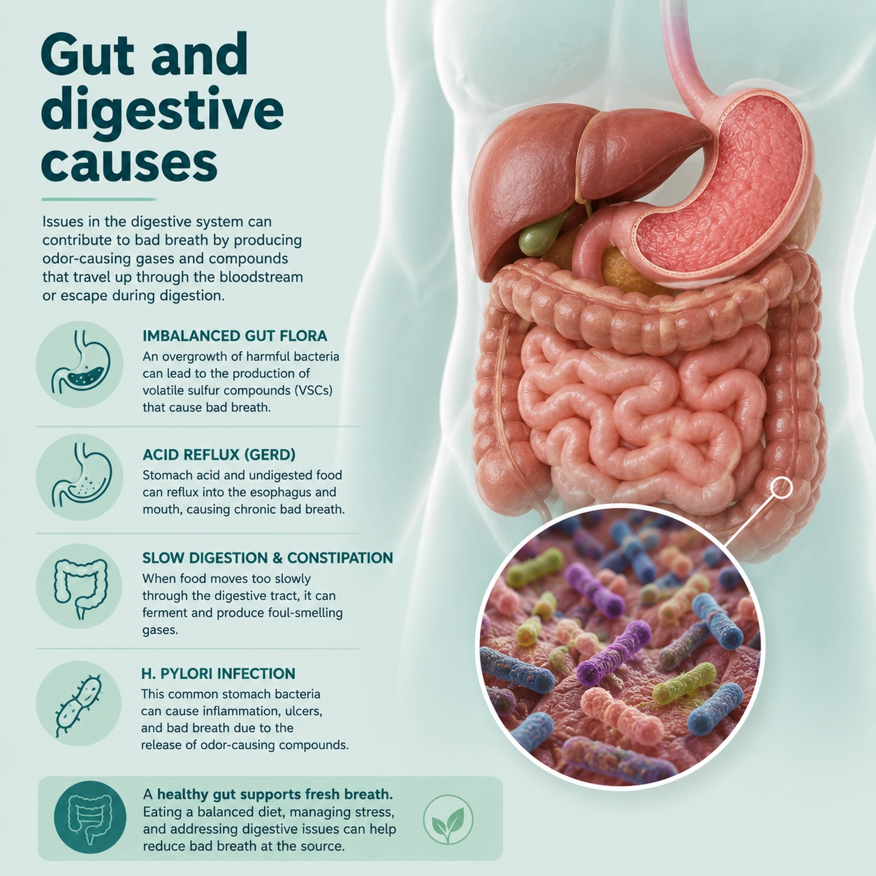 5. Gut and Digestive Causes including H. pylori