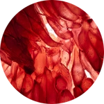 Blood Orange